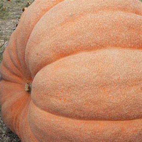 Atlantic Giant Pumpkin Seeds 2 g ~5 Seeds - Non-GMO, Heirloom, Open ...