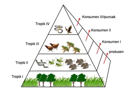 Produsen pada ekosistem darat adalah tumbuhan hijau tuliskan produsen ...