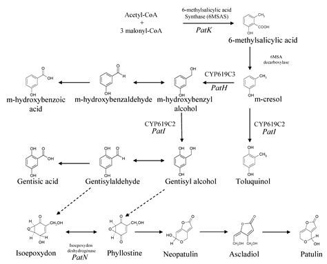 Biosynthesis and toxicological effects of patulin. - Abstract - Europe PMC