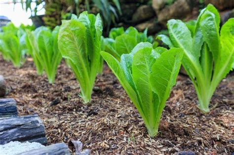 Best Way To Grow Romaine Lettuce – Tips For Growing Romaine Lettuce ...