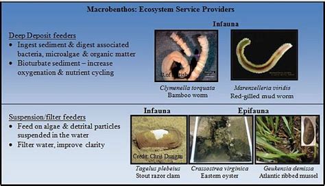 Living Shorelines Policy & Legislation