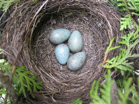 Common Blackbird Nest on Our Balcony | Amselnest auf unserem… | Flickr