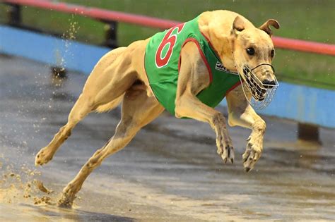 Greyhound trainer charged with match fixing