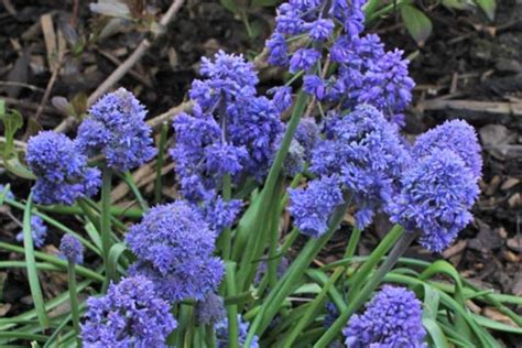 Muscari armeniacum “Blue Spike”