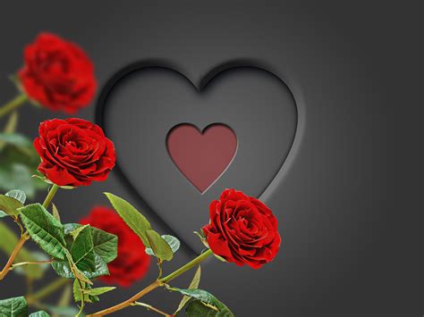 Love Roses Wallpapers