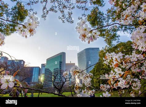 Idyllic sunset cityscape with cherry blossoms in Hamarikyu gardens ...