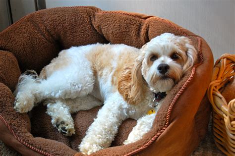 Cockapoo cuteness. | Cute little animals, Poodle mix, Cockapoo