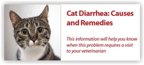 Cat Diarrhea Treatment, Cures And Home Remedy | Pets4Good - Best Pets ...