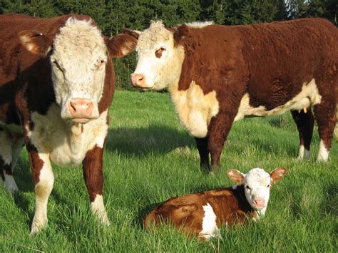 One day I'll raise my own hereford beef cattle | Hereford cows, Cow ...