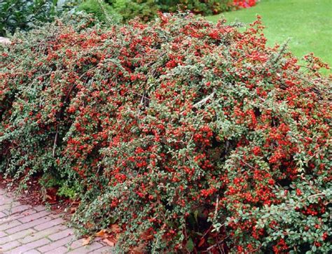 Image result for cotoneaster hedge | Landscaping plants, Plants ...