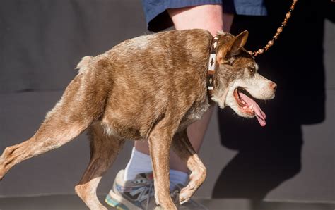 She's Been Named The 'World's Ugliest Dog,' But We Think She's ...