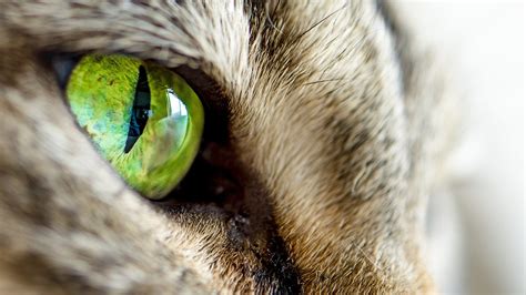 Image Cats Eyes Macro animal Closeup 1920x1080