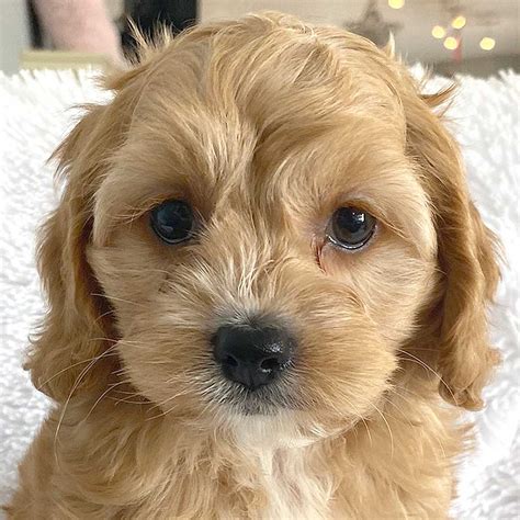 Cockapoo Puppy for Sale - Heavenly Puppies