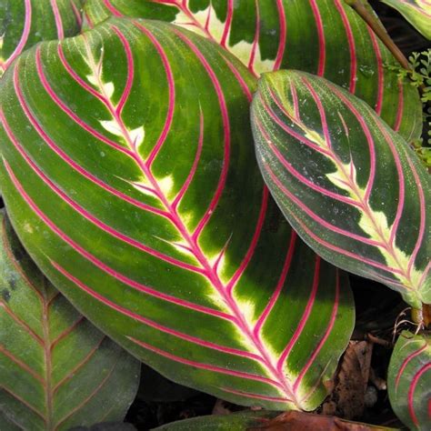 How to Care for A Prayer Plant - Maranta (With Pictures) - Smart Garden ...