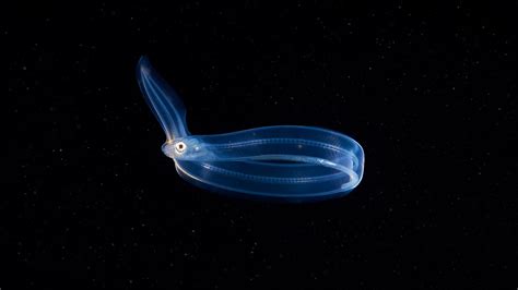 Eel larvae - Leptocephalus