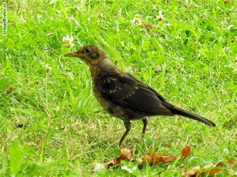 Common blackbird female; DISPLAY FULL IMAGE.