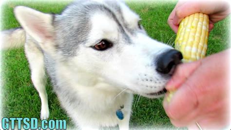 DOG EATS CORN ON THE COB | Husky Puppy eats Corn - YouTube