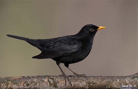 Wildlife - Category: Wildlife - Image: Male Blackbird.