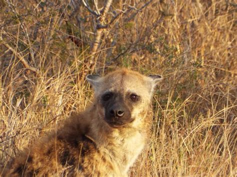 African Wild Dogs hunt by approaching prey silently, then chasing it at ...