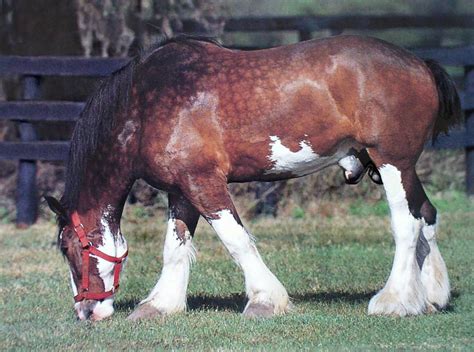 Clydesdale