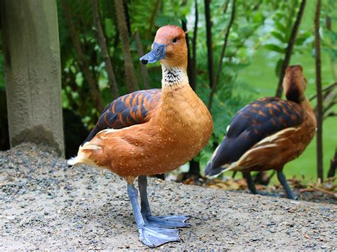 Fulvous Whistling Duck Hunting - Waterfowlers Challenge