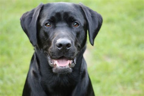 American vs. English Labradors: Which One Is Right for You? - Labrador Wise