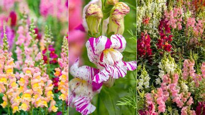 How to prune snapdragons: experts provide their top tips | Homes & Gardens