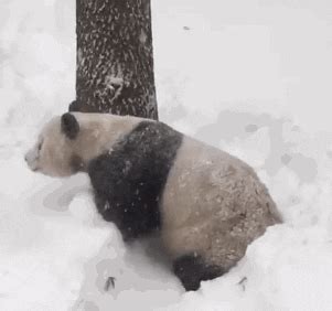 Rolling Panda GIFs - Find & Share on GIPHY