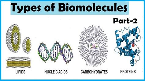 4 Types Of Biomolecules