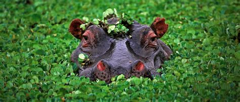 Hippopotamus | African Wildlife Foundation