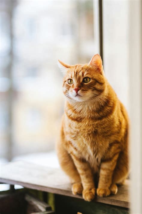 Selective Focus Photography of Orange Tabby Cat · Free Stock Photo