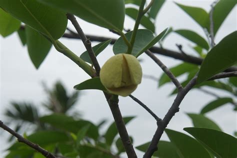 Riverine Parks: Pond Apple (Annona glabra)