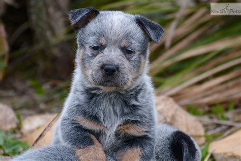 Acd Puppies For Sale - InfoRekomendasi.com