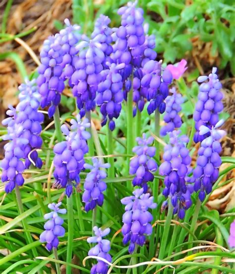 Grape hyacinth - planting and advice on how to care for muscari