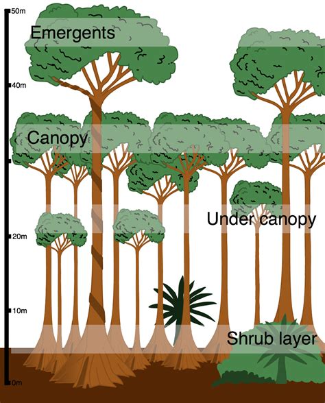 What is the structure of the tropical rainforest? - Internet Geography