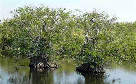 Tree Islands - Friends of the Everglades