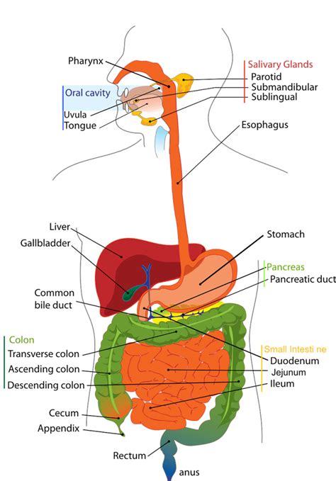 Penjelasan Sistem Organ Pencernaan Pada Manusia beserta Fungsinya - Abimuda