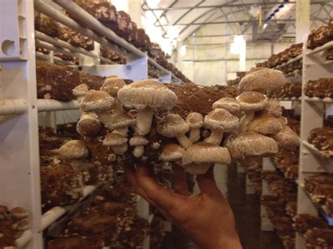 30 Of the Best Ideas for Growing Shiitake Mushrooms Indoors - Home ...