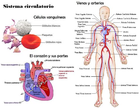 EL APARATO CIRCULATORIO, LA SANGRE Y EL CORAZON - 6º- ~ MY ENGLISH AND ...