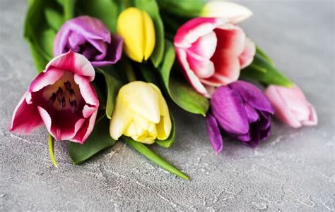 Premium Photo | Spring tulips flowers