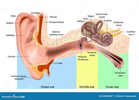 Inner Ear Anatomy Diagram