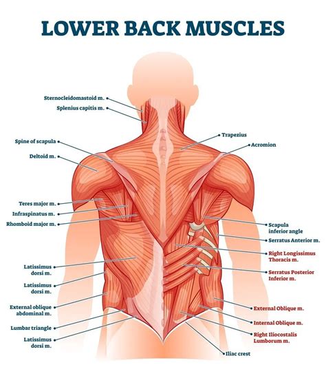 Muscles Of The Back