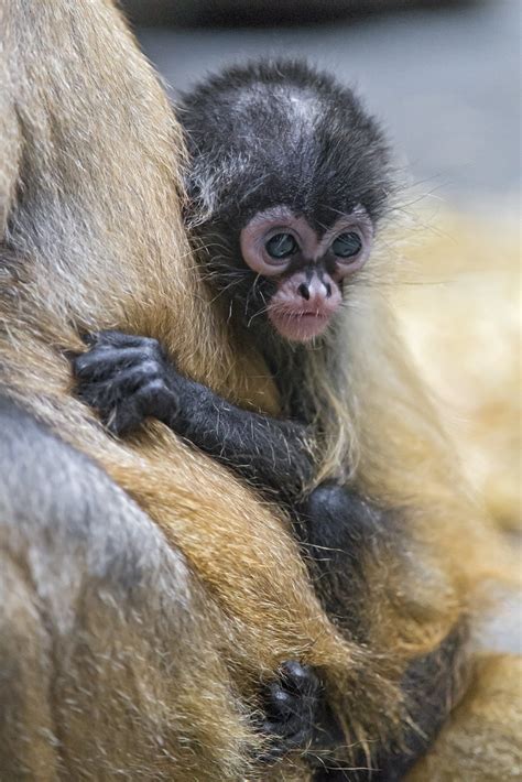 Spider monkey baby - a photo on Flickriver