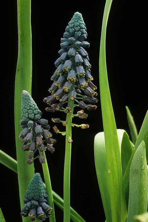 9 of the Best Grape Hyacinth Varieties for the Garden | Gardener’s Path