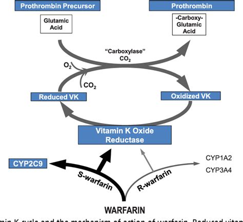 Mechanism Of Action Of Warfarin - Lecture Notes On Anticoagulants ...