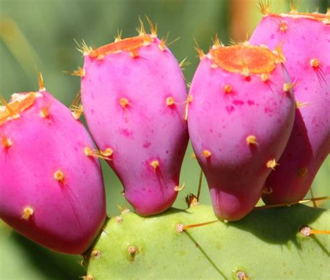 Prickly Pear Cactus | TROPICAL FRUIT | Pinterest