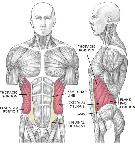 Torso Anatomy Diagram - Pin on digestion