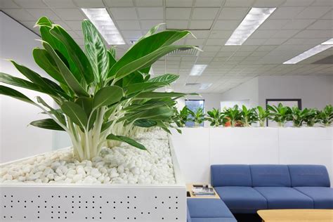 Best 7 office plants (even you can't kill) - Advance Plants