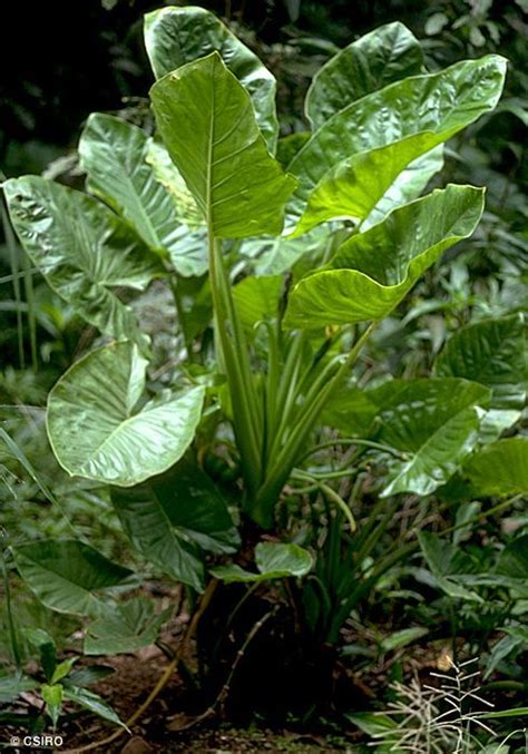 Cunjevoi Lily (Alocasia brisbanensis) | Plants, Best indoor plants ...