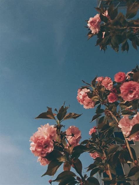 FLOWER VINTAGE WALL, aesthetic, flower vintage, flowers, iphone, nature ...